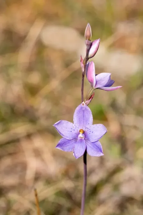 Framed Print : Close up of a Dotted Sun Orchid