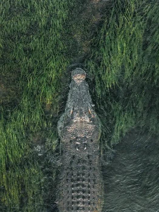 Framed Print : Close up drone image showing the head of a large saltwater crocodile resting in the reeds on the the banks of the Ord River, Kununurra, The Kimberley, Western Australia, Australia Framed Print : Close up drone image showing the head of a large saltwater crocodile resting in the reeds on the the banks of the Ord River, Kununurra, The Kimberley, Western Australia, Australia