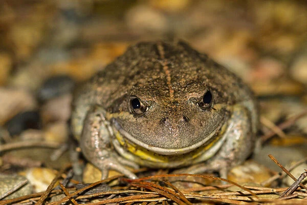 Close up of an Eastern Banjo Frog
