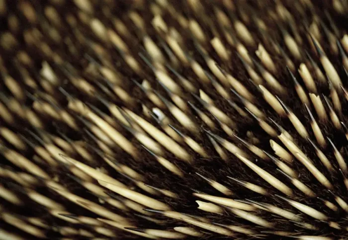 Framed Print : Close up of an echidnas bristles Framed Print : Close up of an echidnas bristles