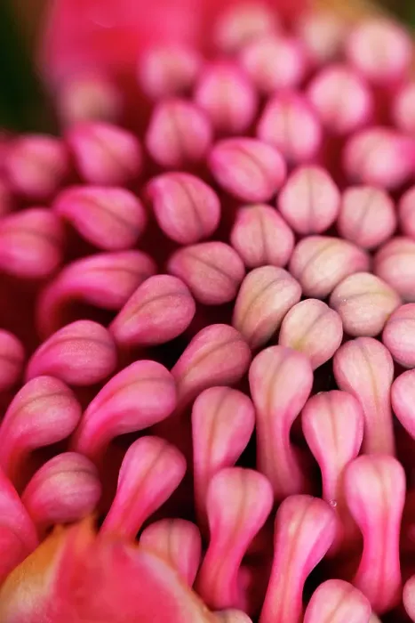Framed Print : Close up of flower head of a waratah Framed Print : Close up of flower head of a waratah