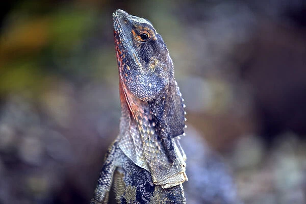 Close up of a frilled lizard
