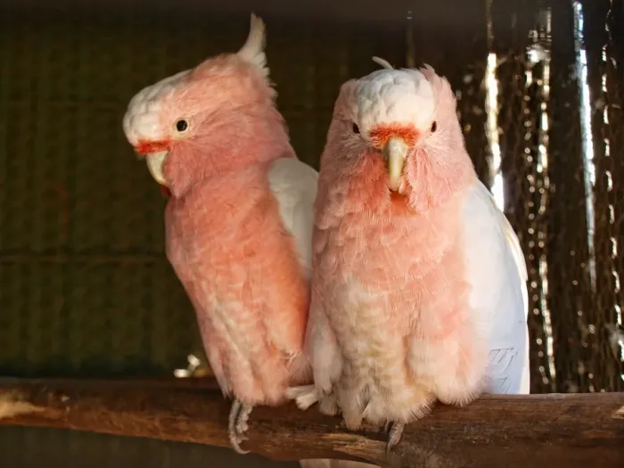 Framed Print : Close up of galahs sitting on branch