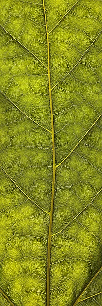 Leaf. Close up of green leaf