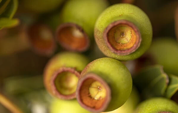 Close Up of Gumnuts from a Eucalyptus Trees