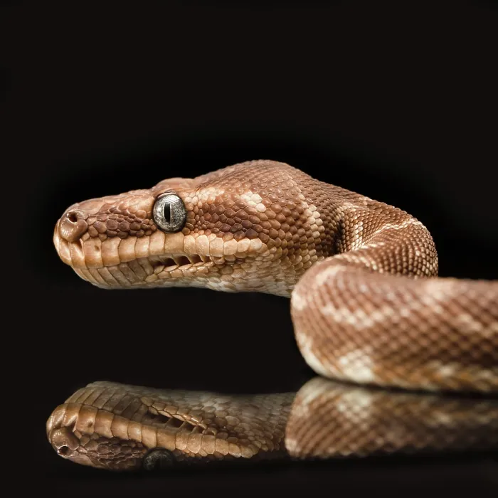 Framed Print : Close up of the head of a brown python Framed Print : Close up of the head of a brown python