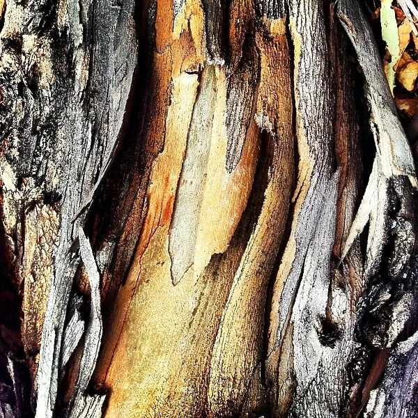Close up image of colourful bark on a tree