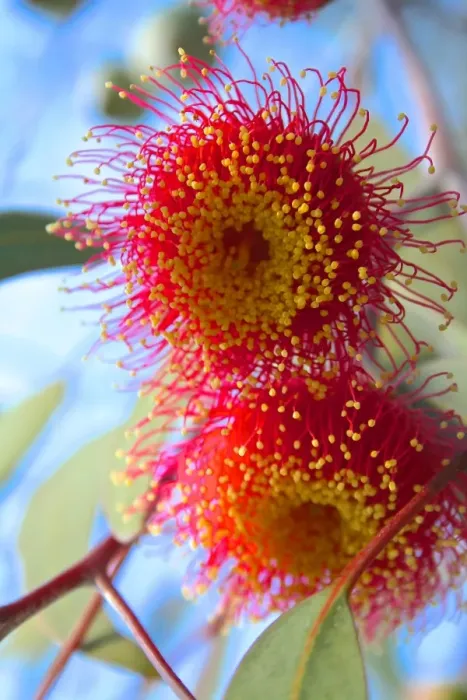 Framed Print : close up image of a Flowering Gumnut Framed Print : close up image of a Flowering Gumnut