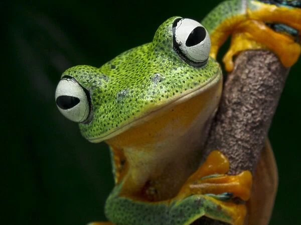 The close up of Javan Flying frog face