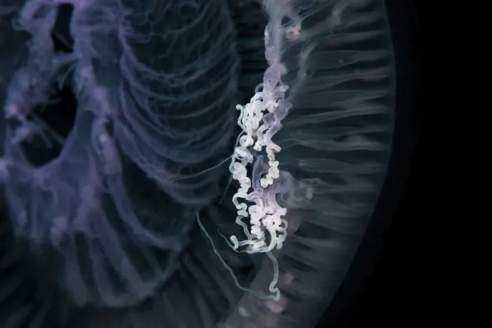 Framed Print : Close up of jellyfish underwater