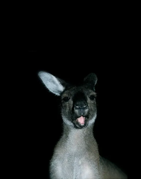 Framed Print : a close up of a kangaroo with her mouth open as if talking