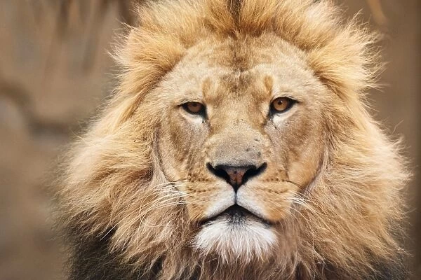 Lion. Close up lion