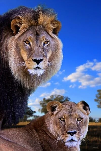 Close up of lions