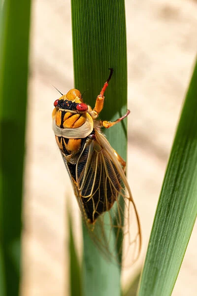 A Close up of a Masked Devil cicada hanging onto a leaf