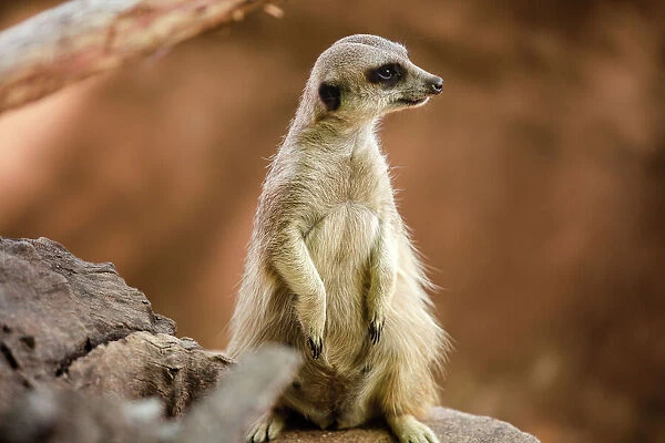 Close Up of a Meerkat in South Africa