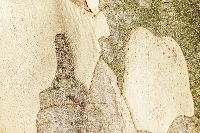 Framed Print : Close up of the natural patterns in the bark of a tree