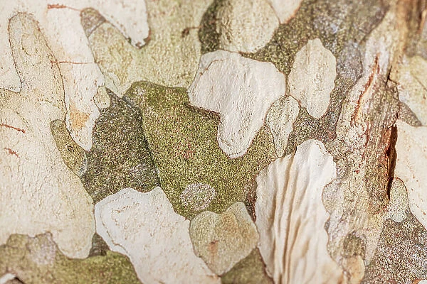 Close up of the natural patterns in the bark of a tree