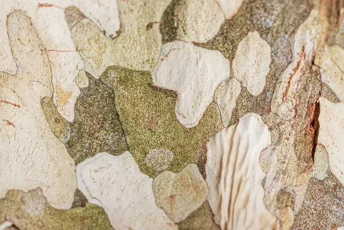 Framed Print : Close up of the natural patterns in the bark of a tree