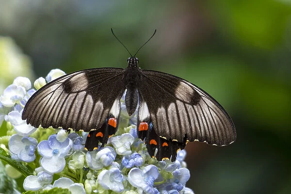 Close up of an Orchard Swallowtail Butterfly