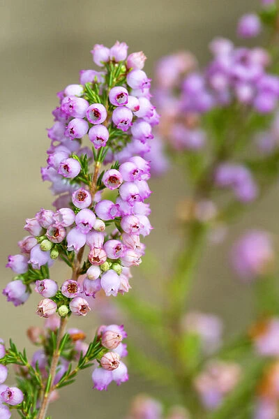 Close up of Pink Erica Flowers