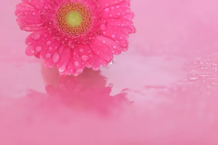 Framed Print : Close up of Pink Gerbera flowers with water drops