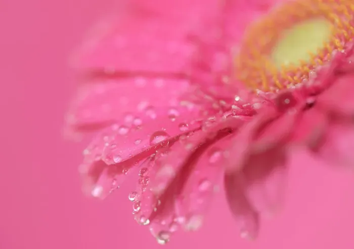 Framed Print : Close up of Pink Gerbera flowers with water drops Framed Print : Close up of Pink Gerbera flowers with water drops