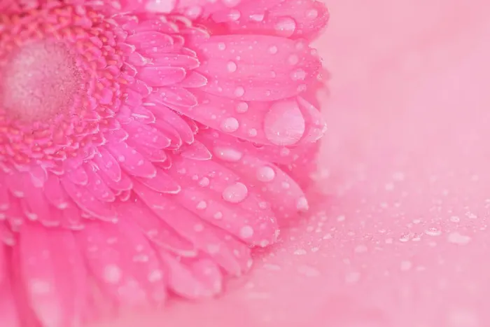 Framed Print : Close up of Pink Gerbera flowers with water drops