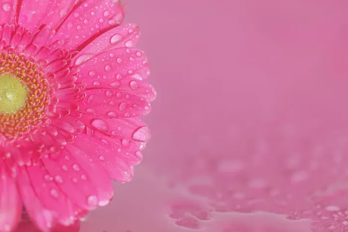 Framed Print : Close up of Pink Gerbera flowers with water drops