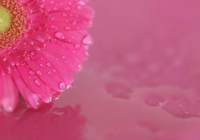 Framed Print : Close up of Pink Gerbera flowers with water drops Framed Print : Close up of Pink Gerbera flowers with water drops