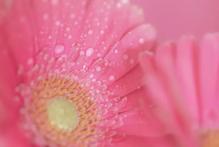 Framed Print : Close up of Pink Gerbera flowers with water drops Framed Print : Close up of Pink Gerbera flowers with water drops