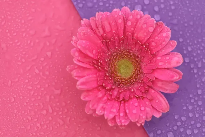 Framed Print : Close up of Pink Gerbera flowers with water drops on a pink and purple background Framed Print : Close up of Pink Gerbera flowers with water drops on a pink and purple background