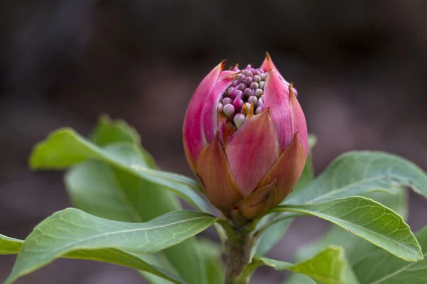 Close up of a Pink Waratah flower (Telopea)