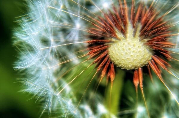 Close Up of the Seed Head of a Dandelion