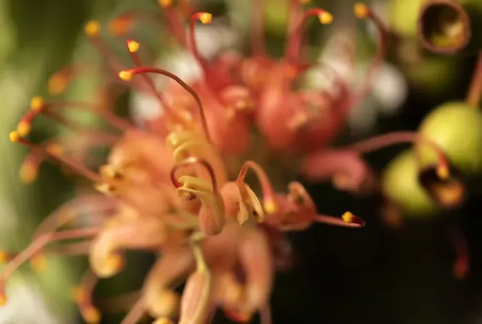 Framed Print : Close Up of a single orange and Yellow Grevillea flower Framed Print : Close Up of a single orange and Yellow Grevillea flower