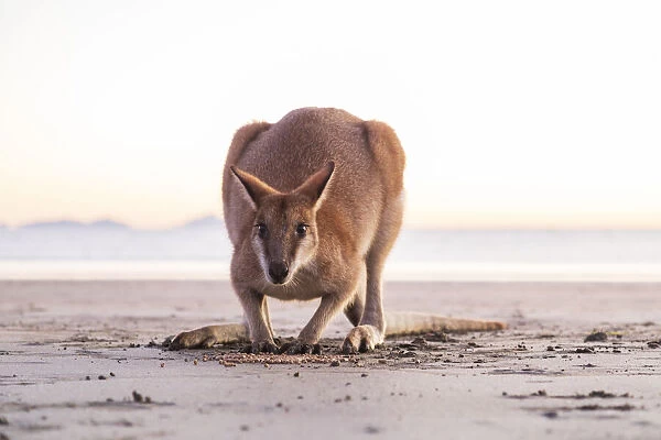 close up of a Single Wild Australian Kangaroo ( rock wallaby)