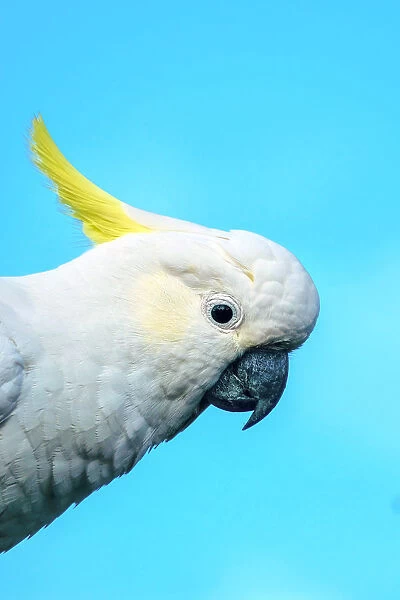 Close up of Sulphur Crested Cockatoo against a blue background