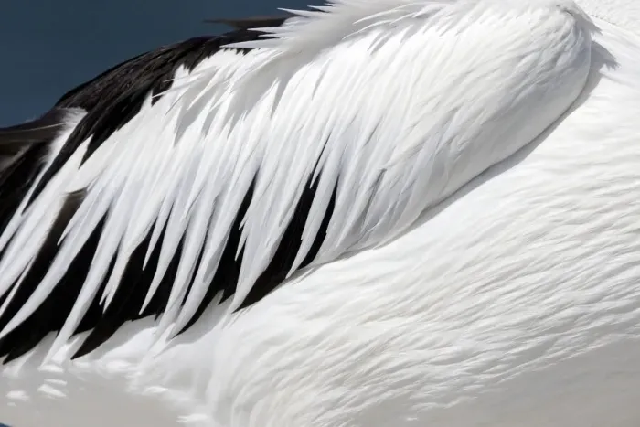 Framed Print : Close-up of an Australian Pelicans Wing (Pelecanus conspicillatus) Framed Print : Close-up of an Australian Pelicans Wing (Pelecanus conspicillatus)