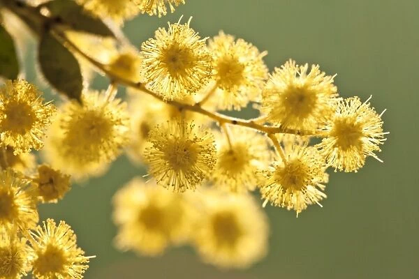 Close-up of Australian Wattle Flower