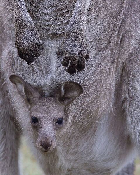Close-Up of a baby kangaroo