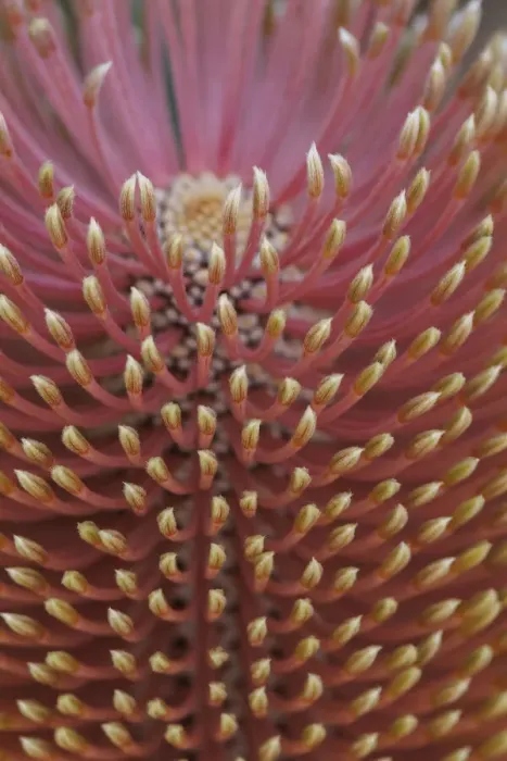 Framed Print : Close-up of a Banksia in bloom Framed Print : Close-up of a Banksia in bloom