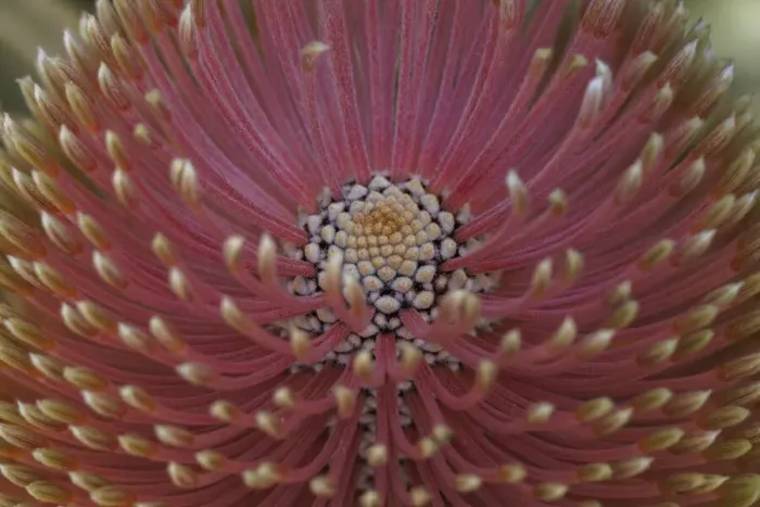 Framed Print : Close-up of a Banksia in bloom Framed Print : Close-up of a Banksia in bloom