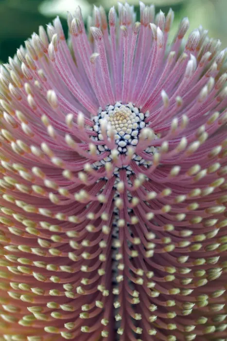 Framed Print : Close-up of a Banksia in bloom Framed Print : Close-up of a Banksia in bloom
