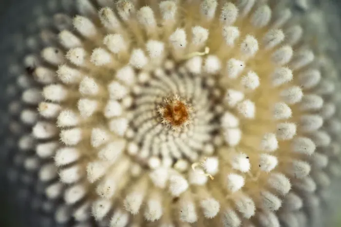 Framed Print : Close-up of a banksia flower Framed Print : Close-up of a banksia flower
