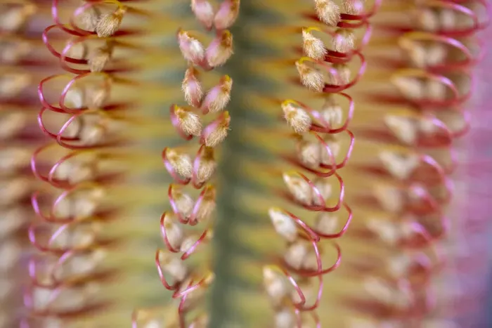 Framed Print : Close-up of a banksia flower, Western Australia, Australia
