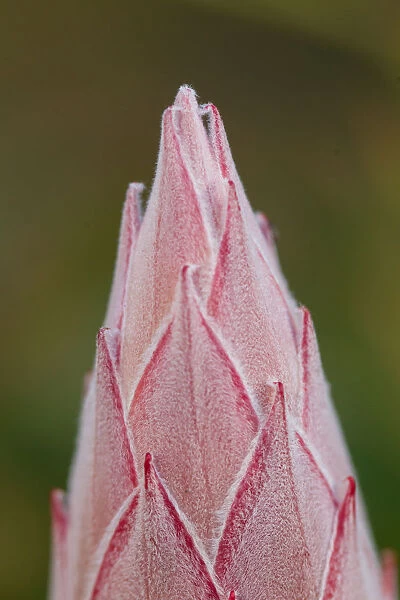 Close-up of a Closed Protea Flower