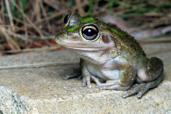 Framed Print : Close-up of a motorbike frog (Litoria moorei) Framed Print : Close-up of a motorbike frog (Litoria moorei)