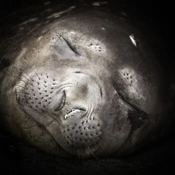 Close-up portrait of a sleeping elephant seal