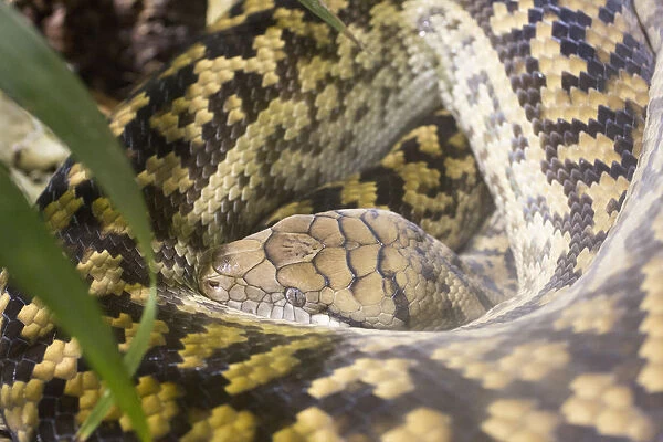 Close-up of python
