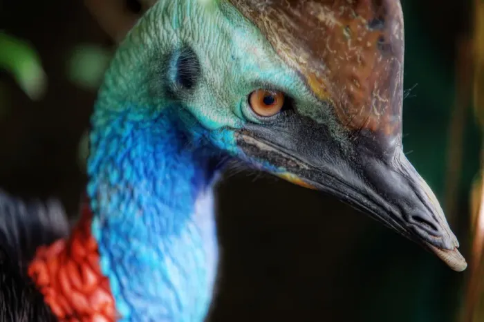 Framed Print : Close-Up Of a Southern Cassowary In Daintree, North Queensland, Australia Framed Print : Close-Up Of a Southern Cassowary In Daintree, North Queensland, Australia