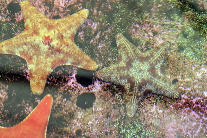 Framed Print : Close-up of a Starfish on a coral reef Framed Print : Close-up of a Starfish on a coral reef